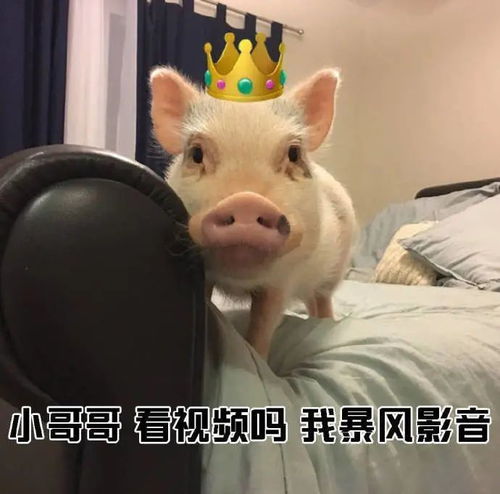 表情包教大家如何一句话搭讪小哥哥