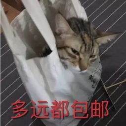 接住,大波猫咪表情包袭来...