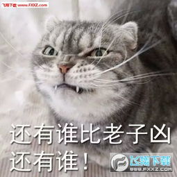 我凶死你猫咪表情包下载我叫起来超凶的表情包下载飞翔下载