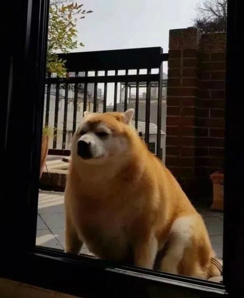 柴犬gif表情包最终进化