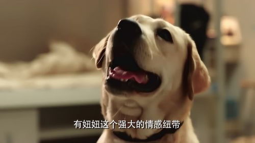狗暴走表情包室友