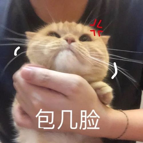 这些表情包送给假期长胖的你们