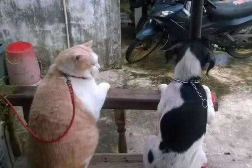 都说十个橘猫九个胖,可谁知道这种猫比橘猫还胖