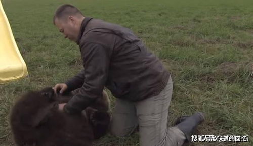 大棕熊偷吃西瓜,被小伙拉去一顿狂挠,见西瓜被抢走后表情亮了
