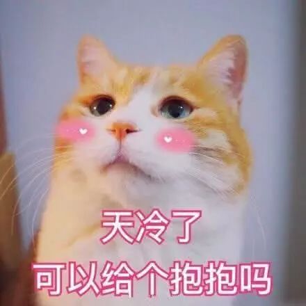 心疼地抱抱你表情包猫咪