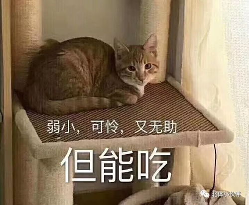 北体电台你有烦人的弟弟嘛