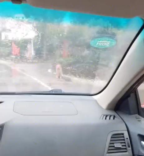 感动湖南一女子出门遇下雨折返回家,狗狗冒雨叼伞在路口等待