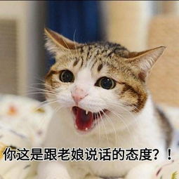 求另一张表情包