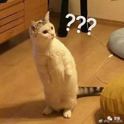网友把一只河豚放在猫的头上,结果它的反应让人笑断气....