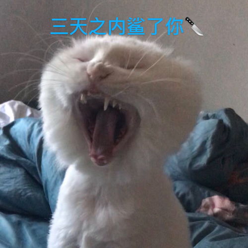 ω可以发一下我家小猫咪的表情包嘛