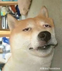 双头犬喷火犬狗头人还有什么是闲鱼不敢卖的