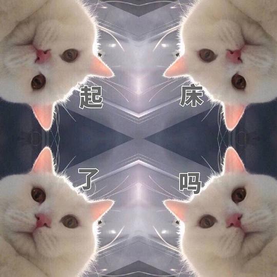 一只大猫猫的相册猫咪表情包