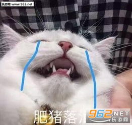 清醒一点瓜皮洗脸表情包你看他们多般配李光洙追星表情包下载乐游网游戏下载