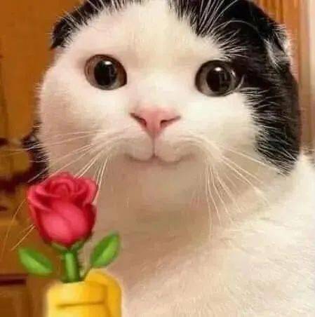 表情包丨敲可爱猫咪表情包