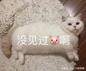 表情包东方不亮西方亮,憨比啥样你啥样