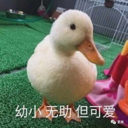 杨幂郑爽给她做配,贵圈背景最强,嫁给gay之后迅速flop