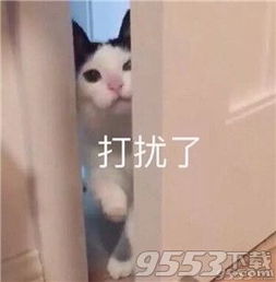 猫咪偷偷抹眼泪表情包免费版猫咪偷偷抹眼泪表情包高清无水印版下载9553下载