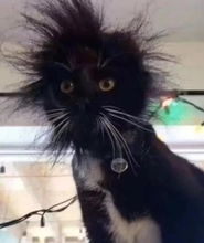 好奇害死猫表情包gif厚颜无耻