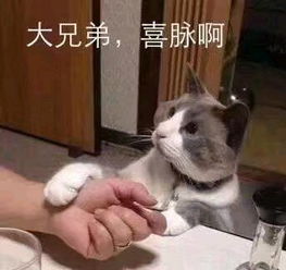 猫咪表情包合集大人说话,小孩别插嘴
