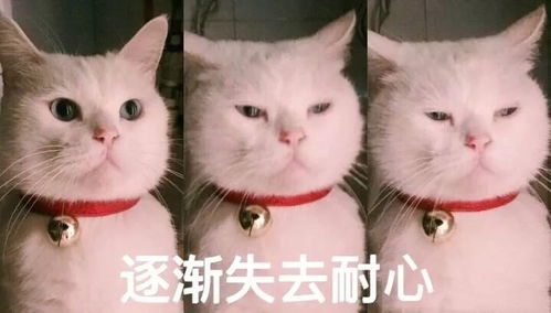 小岛君热点微信又有了新功能网友们的评论却让人笑疯