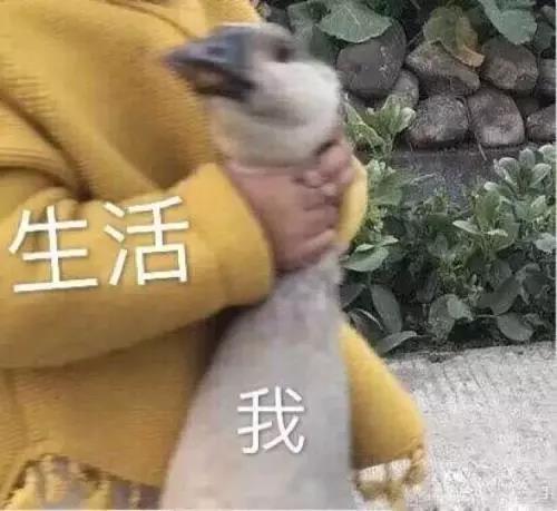 紧急通知这些都是忽悠人的个体户不记账避审查你可长点心吧