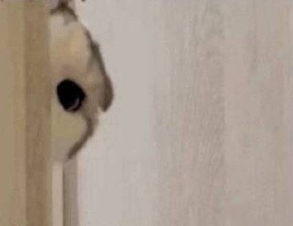 喵喵喵喵喵可爱猫猫表情包