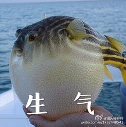 河豚生气gif下载河豚生气表情包下载6张动态图腾牛下载