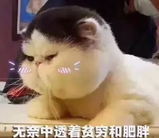 lucky表情包动图摇头公猫