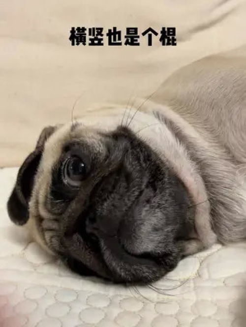 趁我晒衣服西西上桌把一盘香肠偷吃了我扬起手要揍西西就把肚皮翻给我这小表情明显不服巴哥我家毛孩子萌宠是