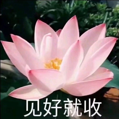 讨厌表情包搞笑图片转发