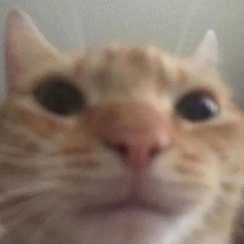 猫猫的死亡角度自拍大赛
