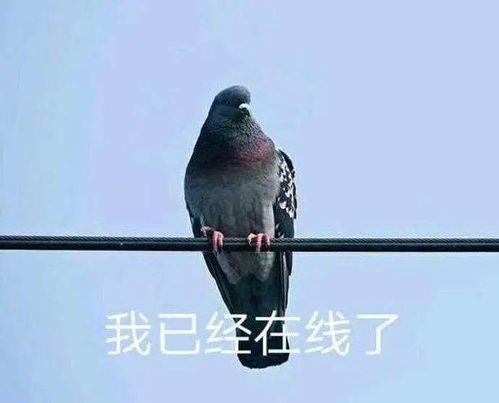 教长辈用智能设备的那些事儿南粤青年说