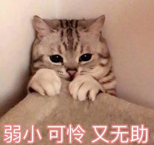 当猫咪换了新主人,它会伤心么
