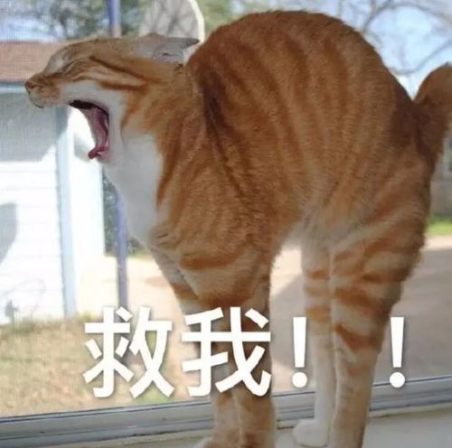 猛虎咆哮表情包