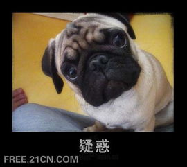 小猫小狗丰富的面部表情