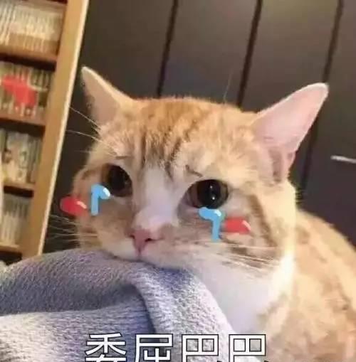 猫咪不亲人是一种怎样的体验吃我的,用我的,还不给我摸