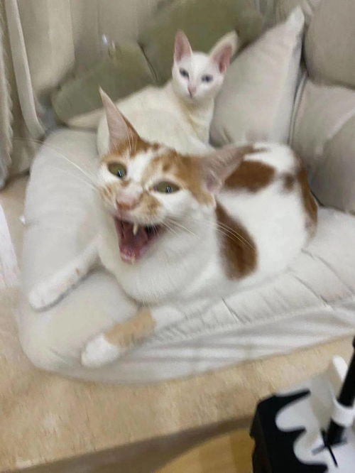 猫咪表情包什么是想吃小孩