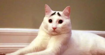 猫叫表情包翻到