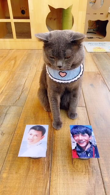 宠物表情包着猫咪有亿点意思噢