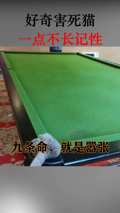 好奇害死猫一点都不长记性