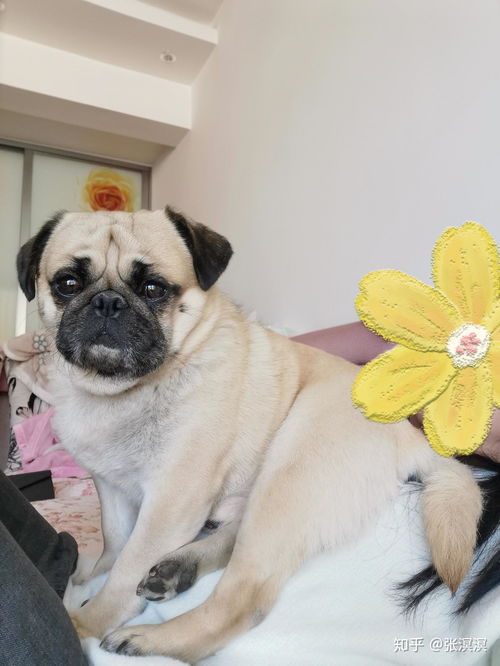 如何评价巴哥犬这种狗