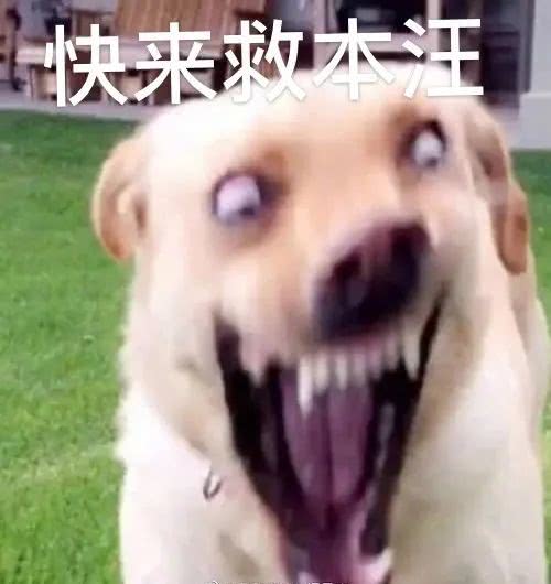 狗子幸亏消防员蜀黍来的快,不然本汪就一命呜呼了