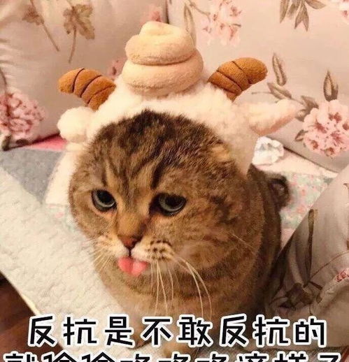 跟你认真的讲,这6种人千万别养猫