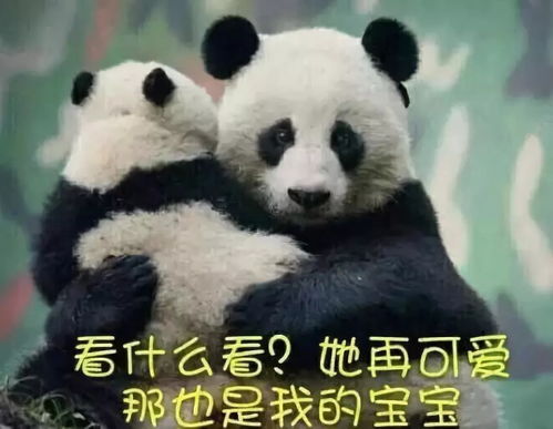 可怜图片大全表情包熊猫
