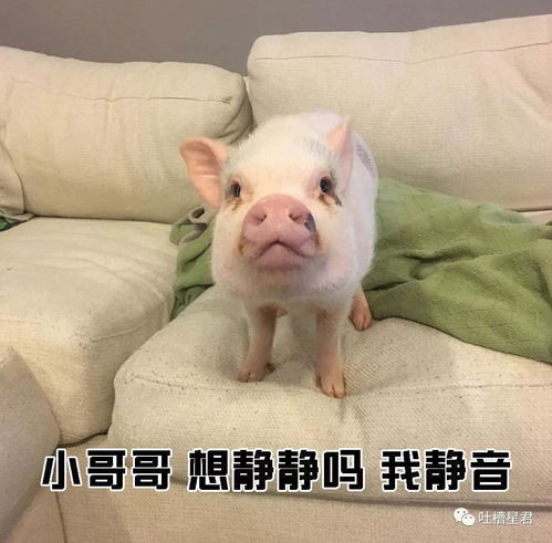 教你如何一句话搭讪小哥哥