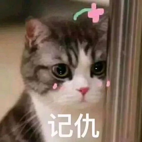 还在花式带宠过安检如今猫狗也能登机啦