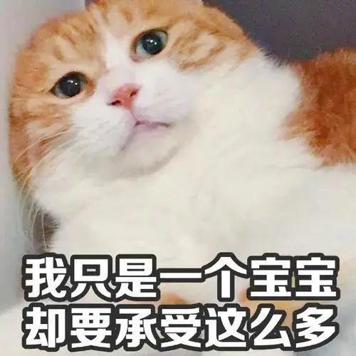 甜甜私房猫表情包png屁股