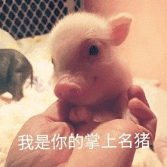 你是我的掌上明猪表情包哪里有你是我的掌上明猪表情包大全