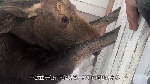 挖掘机正在施工,忽然听到地下有动静