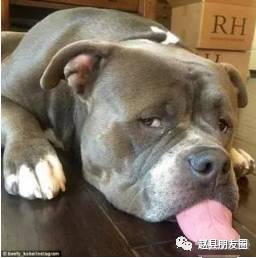 扎心了老铁,赵县人儿说的这10句话,没一句能信